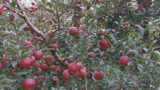 KY开元集团官网