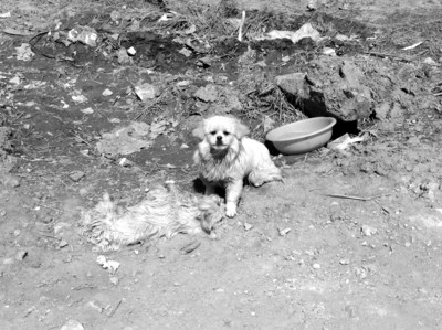 川妹子做烧烤,一年收入300万‘ky开元’(图1) ky开元集团官网入口